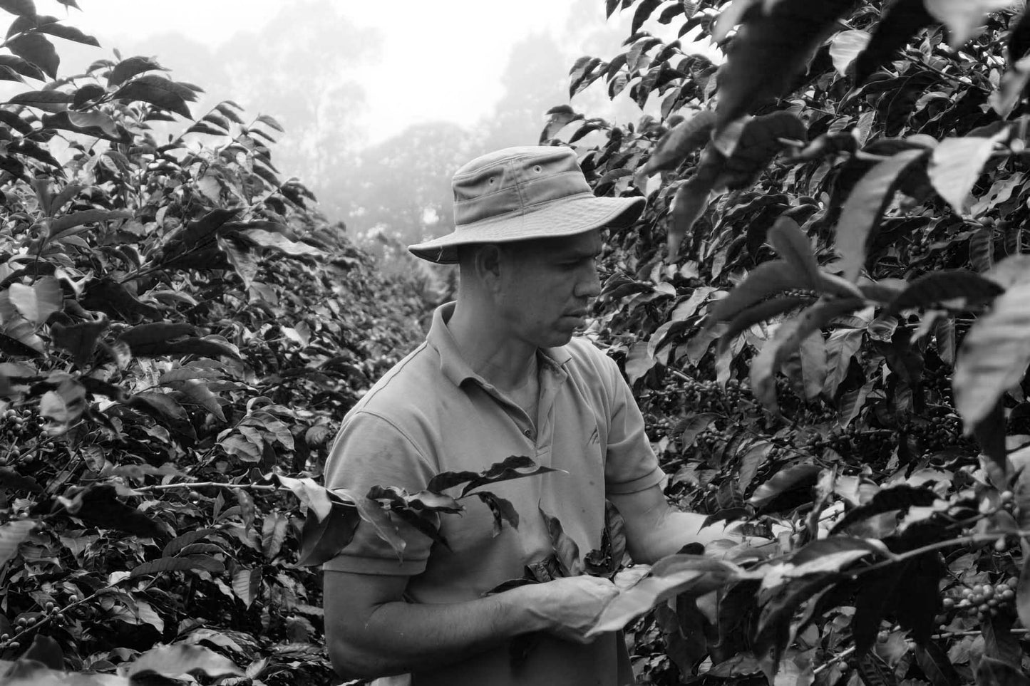 CUP OF EXCELLENCE COSTA RICA - FINCA CHISPITA