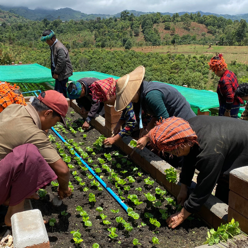 ORIGIN SERIES: MYANMAR