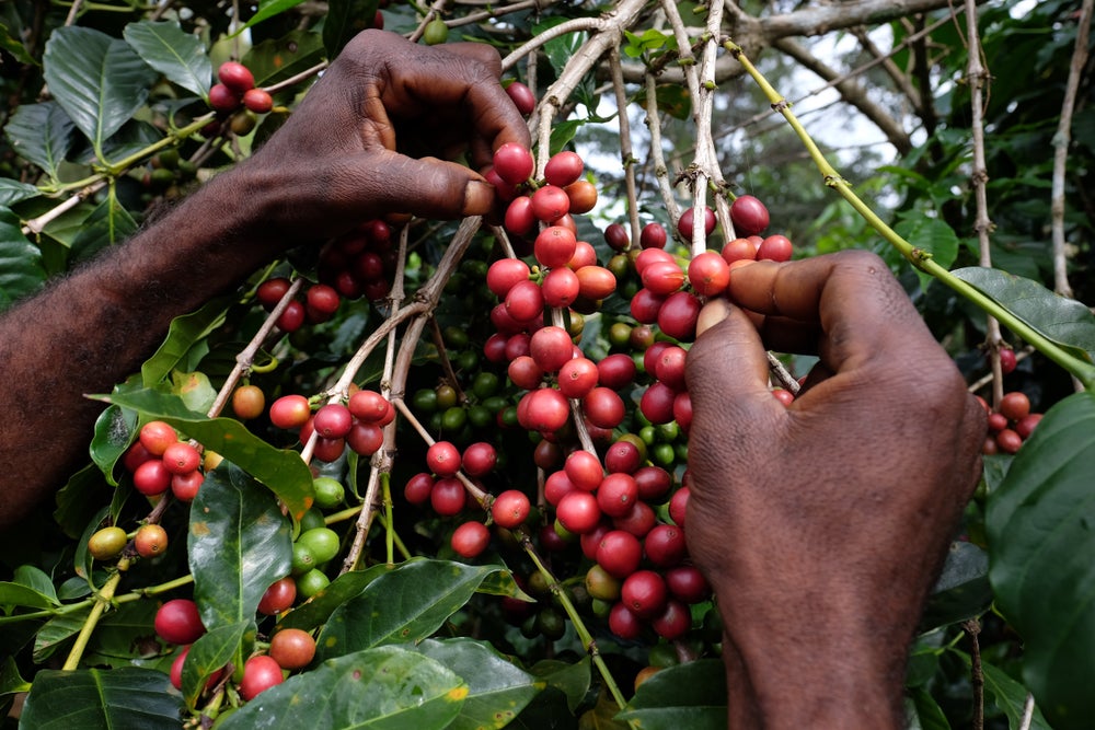 ORIGIN SERIES: PAPUA NEW GUINEA