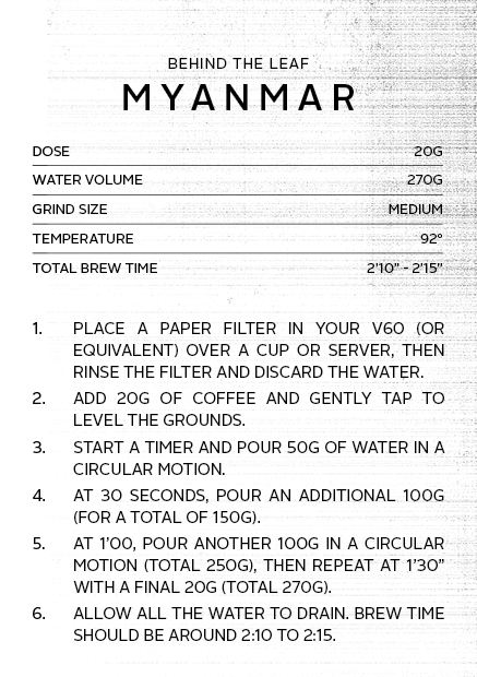 
                      
                        Myanmar Behind The Leaf | Filter Roast
                      
                    