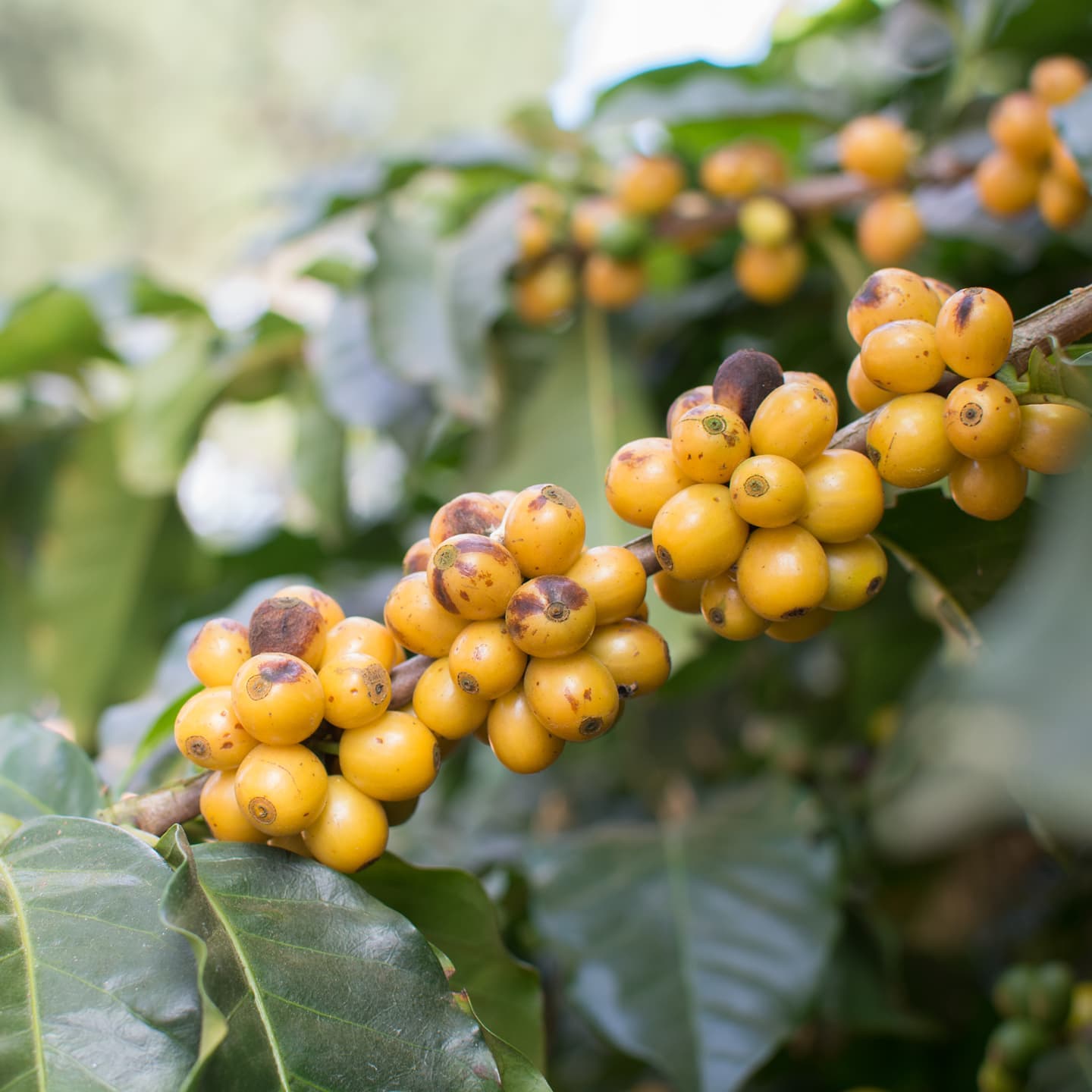 Atomic Coffee Roasters 